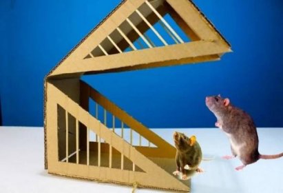 Jak vyrobit past na krysy - tipy, jak chytit krysu? Jednoduché a účinné způsoby a prostředky k chytání krys (110 fotografií a videí)