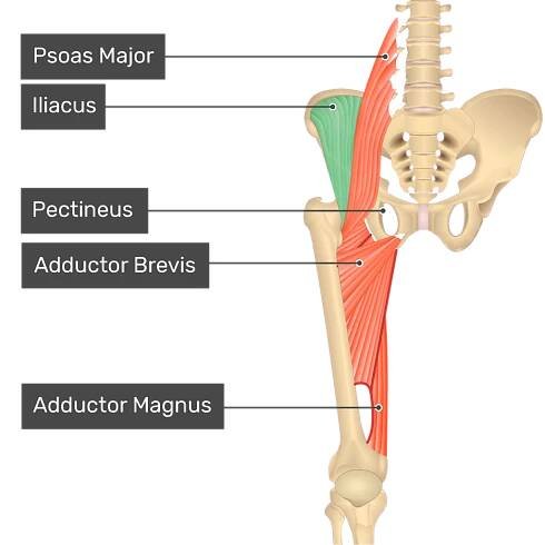The anterior view of the thigh, pelvis and lower section of the vertebral column. The visible labelled muscles include Psoas Major, Iliacus (highlighted in green), Pectineus, Adductor Brevis, Adductor Magnus.