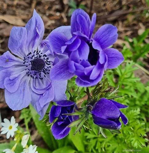 Sasanka věncová (Anemone coronaria)