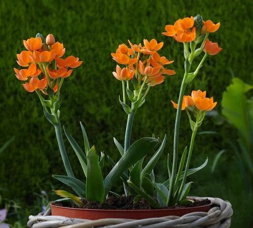 Características y origen del Ornithogalum dubium
