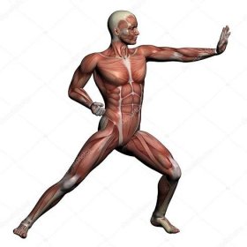 Anatomie člověka - muž svaly — Stock Fotografie © vitanovski #26823165