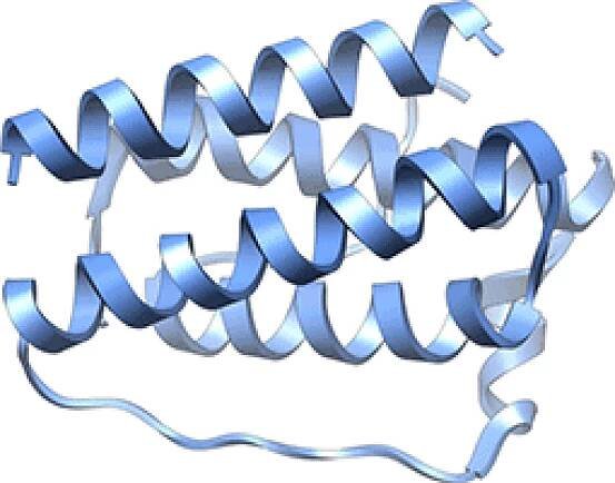 Leptin – WikiSkripta