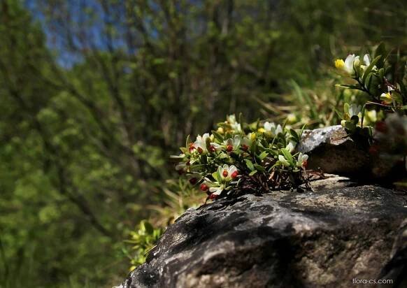 Zimostrázek alpský (Polygala chamaebuxus), květy, květenství