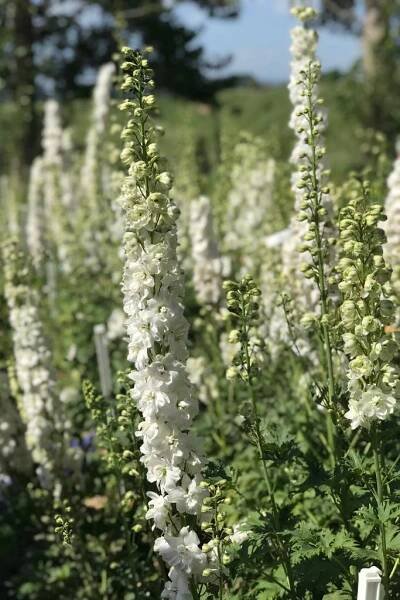 Stračonôžka - Delphinium 'Hybrid White' P15