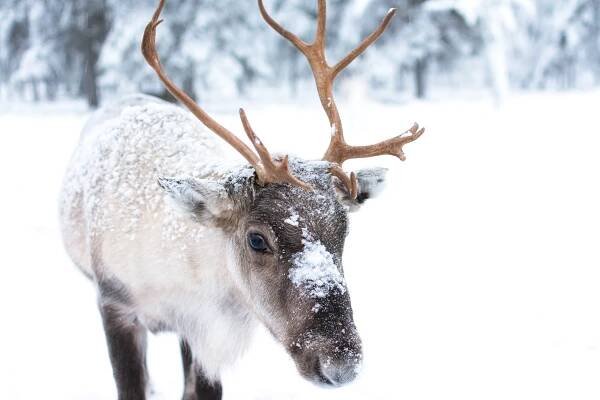 roztomilý baby sobi - reindeer - stock snímky, obrázky a fotky