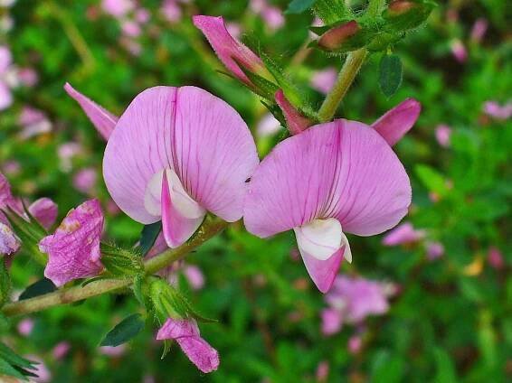 Jehlice trnitá (Ononis spinosa)