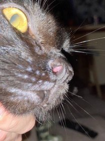 Cat Nasal Polyp Surgery - Cat Meme Stock Pictures and Photos