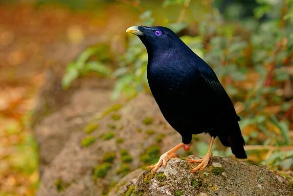 samec satin bowerbird - ptilonorhynchus violaceus motýlek endemický ve východní austrálii, kříženec saténu a regenta bowerbird je rawnsleyho altánek, australský pták černé tělo a modré oči - lemčíkovití - stock snímky, obrázky a fotky