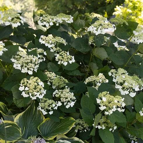 Hydrangea arborescens 'Haas' Halo'