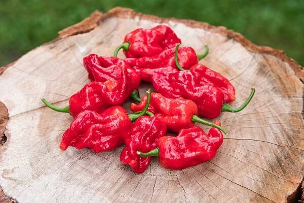 7 Pot Barrackpore | Chilli semena | Chilli semena | Chilli semínka | Chilli omáčky | GOROL CHILLI