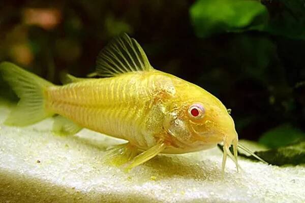 Pancéřníček skvrnitý – albín (Corydoras paleatus)