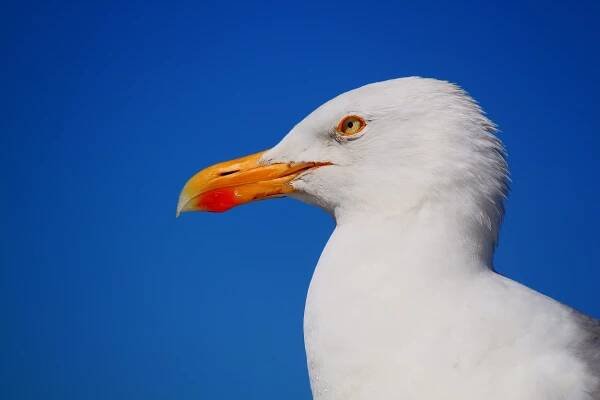 Racek Pták Zvíře Mořský - Fotografie zdarma na Pixabay