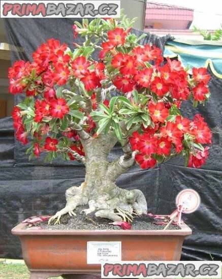 Adenium mix - sazenice Sbazar Prostějov