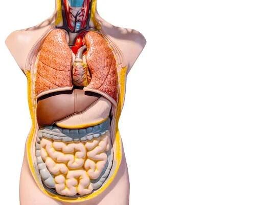 Lidský vnitřní orgán střeva břicha model postava izolované na bílém pozadí — Stock obrázek