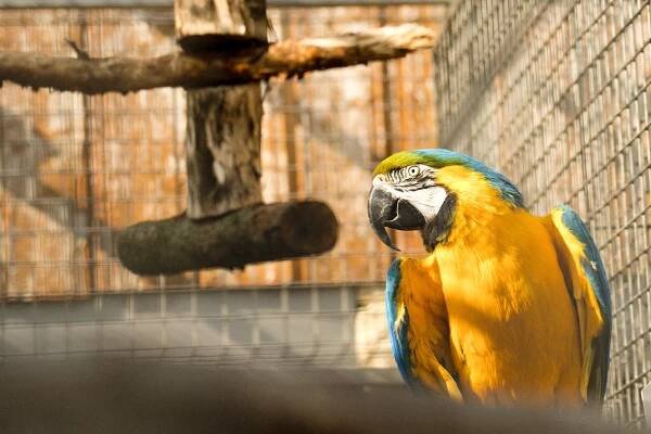 Papouščí zoo slaví v Bošovicích patnáct let. Na sobotu chystá speciální program