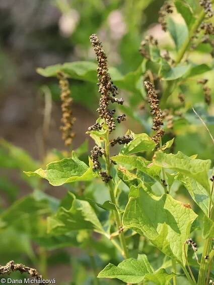 Chenopodium bonus-henricus – merlík všedobr