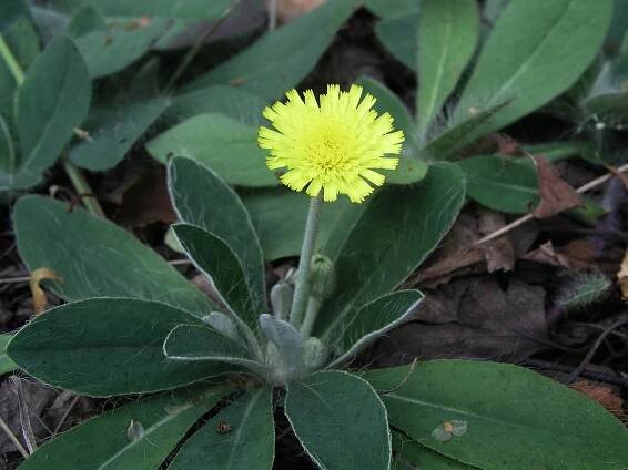 Soubor:Hieracium pilosella (Mouse-ear).jpg – Wikipedie