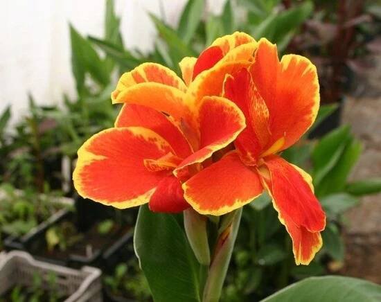 Kanna Paciorečník (Canna Indica) MIX barev 8 semen na zahradu a na terasu Kód výrobce nasion