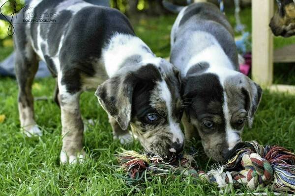 Litter “American muscles” – Catahoula Slovenia