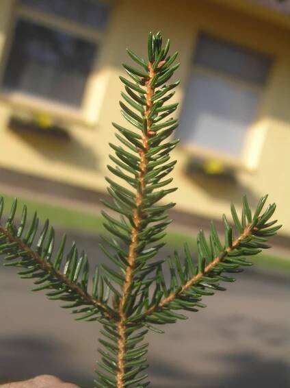 Soubor:Picea orientalis zampach3.JPG – Wikipedie