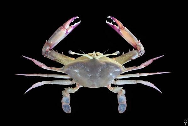 Crab Database · Krabi
