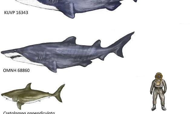 20-Foot Monster Shark Once Trolled Mesozoic Seas