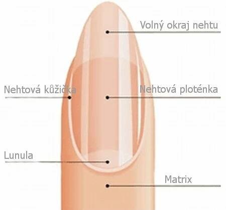 nehet