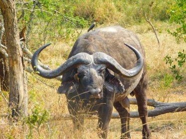 Embark on a Safari Odyssey: Explore Africa's Wild Wonders! - East Africa Luxury Travel