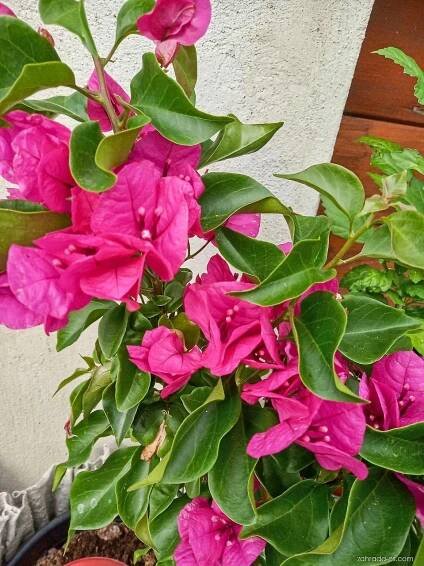 Bugenvilea (Bougainvillea)