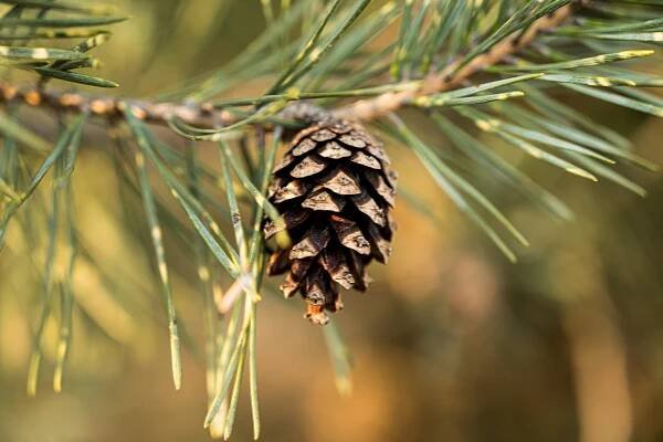 brown pine cone on green grass during daytime
