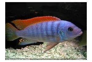 Pseudotropheus greshakei - Tlamovec