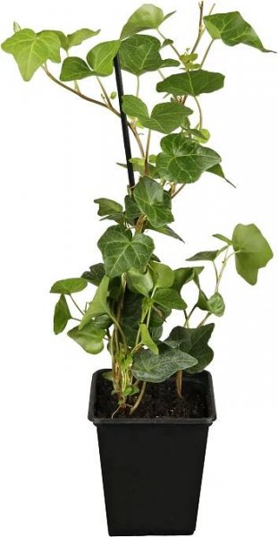 Velkolistý irský břečťan průměr květináče cca 9 cm