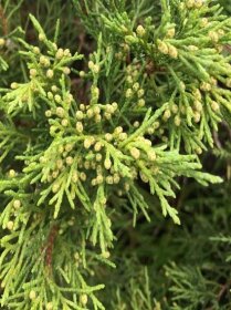 mozhzhevelnik-virginskij-tripartita-juniperus-virginiana-tripartita-hvoya