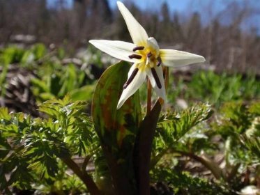 All about the plant erythronium pagoda, kandyk pagoda: planting, care and reproduction