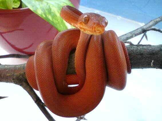 Psohlavci (Corallus) 2 - poradna.net
