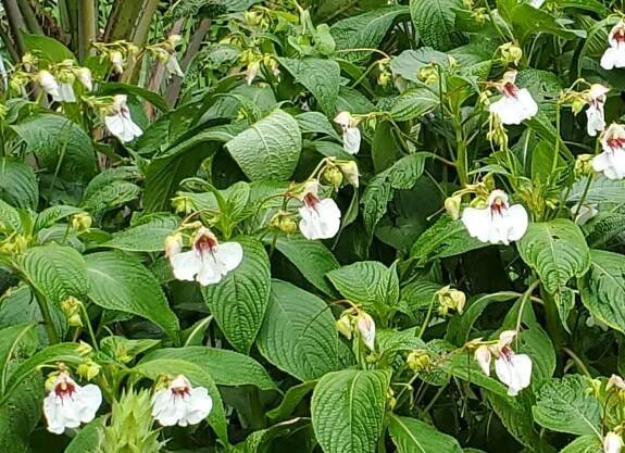 Garden Tour of Scotland - Day 6 - Longfellow's Garden Center