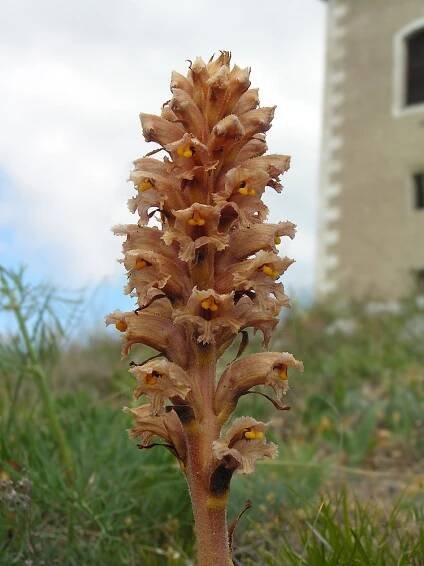 Orobanche alsatica