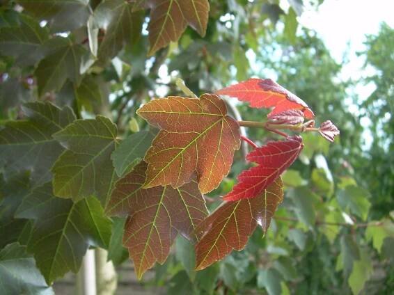 Acer rubrum SUMMER RED ('HOSR')