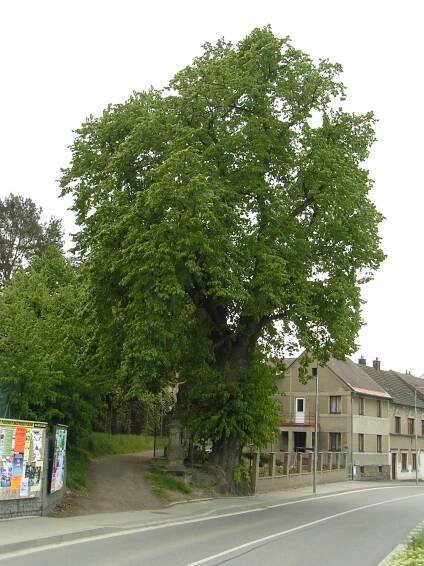 Soubor:Lípa srdčitá u sv. Antonína, north.jpg – Wikipedie