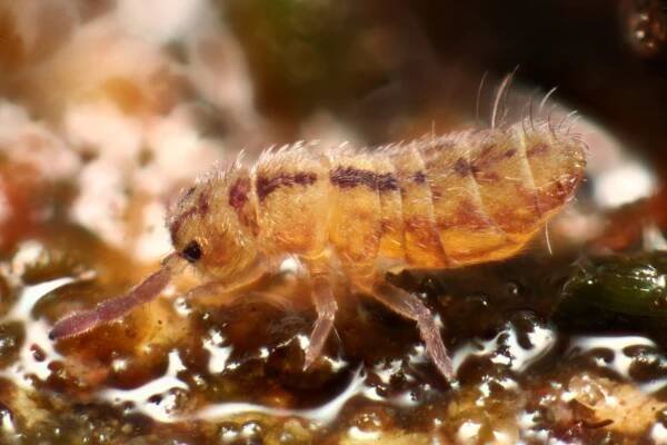 Isotomurus palustris