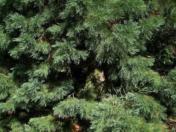 Sequoiadendron (Sequoiadendron J. Buchholz) – Jehličnaté rostliny Písmeno C - květinový portál Vaše zahrada!