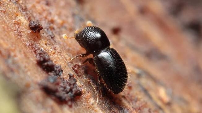 A close-up photograph of a small brown beetle resting on tree bark.