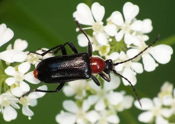 Kózkowate (Cerambycidae) | Świat Makro.com
