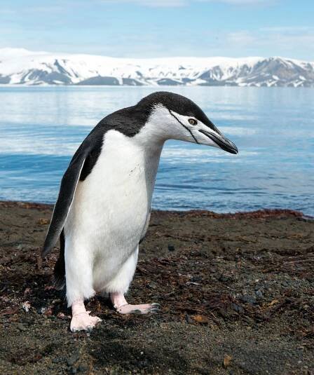 Soubor:A chinstrap penguin (Pygoscelis antarcticus) on Deception Island in Antarctica.jpg – Wikipedie
