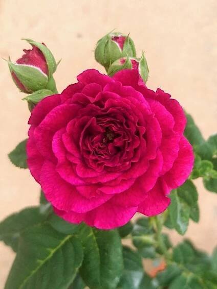 Rosa 'Purple Lodge' » Rose Plants
