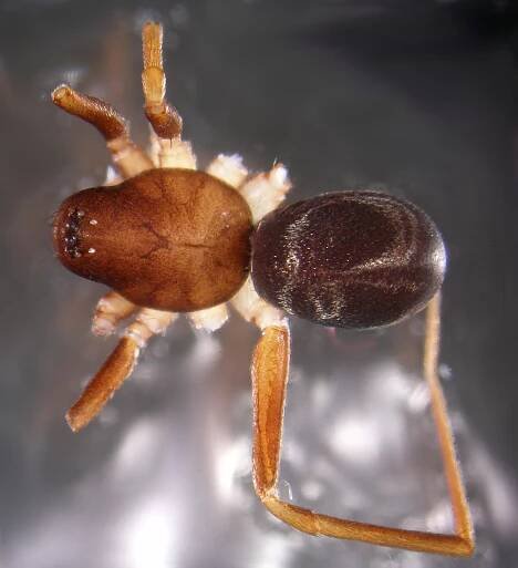 Česká arachnologická společnost - Zodarion ohridense Wunderlich, 1973 [Mravčík ohridský] → Čeleď: Zodariidae → Rod: Zodarion