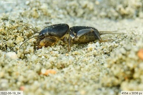 Krtonožka obecná (Gryllotalpa gryllotalpa)