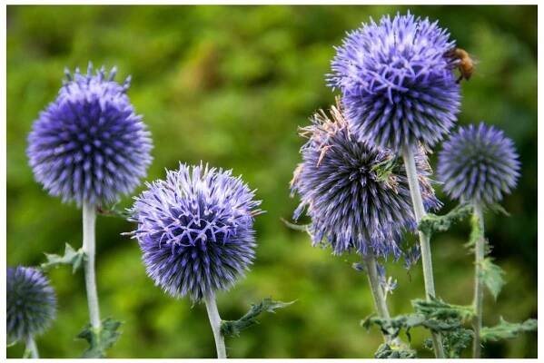 Bělotrn modrý - Echinops banaticus Blue Globe - Levandule online
