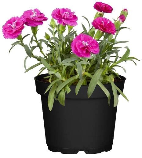 Hvozdík karafiát (Dianthus caryophyllus) "Aura", pr. 12 cm nakoupit u OBI