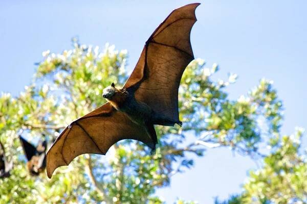 presence-bats/